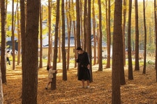 경주 도리마을 단풍 - 사진 올리기 - 부산남구정보센터 경주 도리마을 단풍