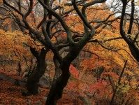 1211회 장성 축령산 - ♣.....정기산행예약 - H.히말라얀등산클럽 1211회 장성 축령산