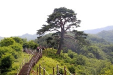 1206회 지리산 천년송 - ♣.....정기산행예약 - H.히말라얀등산클럽 1206회 지리산 천년송