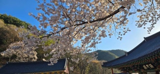 2026.04.05. 대구 송해공원 및 용연사 - 사계절풍경방 - 김동렬 한의원 2026.04.05. 대구 송해공원 및 용연사