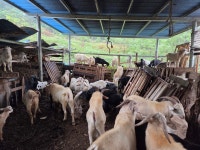 예스농원 예천군 청복리 0I0-4751-5008 방목사육 - 흑염소 방목 사육 - 예스 농원 염소염소 애끼들 ~보어,흑염소 분양. 예스농원 예천군... 