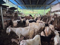 예스농원 예천군 청복리 0I0-4751-5008 방목사육 - 흑염소 방목 사육 - 예스 농원 염소염소 애끼들 ~보어,흑염소 분양. 예스농원 예천군... 