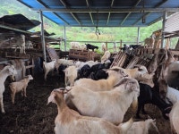 예스농원 예천군 청복리 0I0-4751-5008 방목사육 - 흑염소 방목 사육 - 예스 농원 염소염소 애끼들 ~보어,흑염소 분양. 예스농원 예천군... 