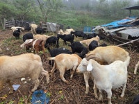 예스농원 예천군 청복리 0I0-4751-5008 방목사육 - 흑염소 방목 사육 - 예스 농원 염소염소 애끼들 ~보어,흑염소 분양. 예스농원 예천군... 