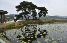 ▣ 웰빙백폐킹(제2차):-영천시장~출렁다리~보현산~천문대=경주여행... 웰빙백폐킹(제2차):-영천시장~출렁다리~보현산~천문대=경주여행