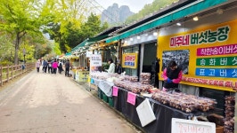 주왕산 정기산행~1 - 정기산행 앨범 - 서산 천지산악회 주왕산 정기산행~1