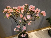 제347회 2월 정기산행 우면산. 둘레길 - ★ 산 행 앨 범 - 안동권씨서울산악회 제347회 2월 정기산행 우면산. 둘레길