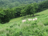 산수대관령 - ♣ ―‥ 기 타 사 진 ♣ - 무궁화관광 산수대관령