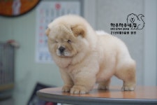 크림 차우차우 암컷을 분양합니다 - [카페지기] 명품차우 분양 - 차우차우네 집 [전문견사] 크림 차우차우 암컷을 분양합니다
