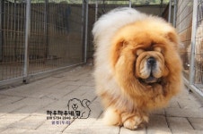 10월 중순경에 태어날 차우차우 아가들 분양 예약 받습니다 - [카페지기] 명품차우 분양 - 차우차우네 집 [전문견사] 10월 중순경에 태어날... 