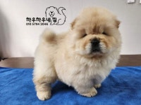 2월12일생 크림 차우차우 암컷 분양합니다 - [카페지기] 명품차우 분양 - 차우차우네 집 [전문견사] 2월12일생 크림 차우차우 암컷 분양합니다
