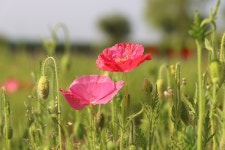 아름다움의 상징-가녀린 꽃양귀비 - (우)*아름다운꽃 사진실 - 음악과 영상의 사랑 아름다움의 상징-가녀린 꽃양귀비