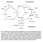 Re: 비타민 B6, 12의 대사와 약물역동학 - orthomolecular medicine... 비타미네, 영성 연구소 Re: 비타민 B6, 12의 대사와 약물역동학