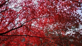 건지산ㅡ혼불문학공원 ㅡ장군봉 코스 불났어요ㅡ - 개인사진속으로 - 전주알파인클럽(문의:010-8621-1915) 건지산ㅡ혼불문학공원 ㅡ장군봉... 