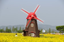 창녕 남지 유채꽃... - *일반산행사진방 - 포항제이캠프등산걷기클럽 창녕 남지 유채꽃...