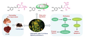 실피움 경제적 가치! - ③ 밀원식물과약초 - 꿀벌사랑동호회 실피움 경제적 가치!