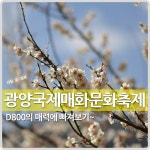 Nikon Blog :: [체험단리뷰/D800] D800과 함께한 광양매화축제 by 점보님 [체험단리뷰/D800] D800과 함께한 광양매화축제 by 점보님