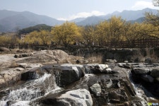 구례 산수유축제 노란꽃 물결 넘치는 반곡마을 대음교 산수유 꽃담길 봄소식