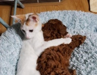         강아지 동생 장난감 꺼내주는 착한 고양이 언니 | 1boon     강아지 동생 장난감 꺼내주는 착한 고양이 언니