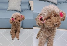 외출준비 하는 강아지?..표정이 압권! | 1boon 외출준비 하는 강아지?..표정이 압권!