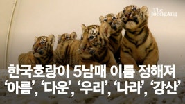 에버랜드 한국호랑이 5남매 이름 아름·다운·우리·나라·강산으로 정해져 - kakaoTV 에버랜드 한국호랑이 5남매 이름 아름·다운·우리... 