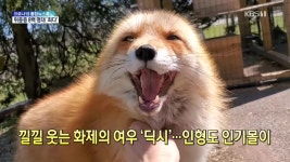 [톡톡 지구촌] 낄낄 웃는 화제의 여우 딕시..인형도 인기몰이 - kakaoTV [톡톡 지구촌] 낄낄 웃는 화제의 여우 딕시..인형도 인기몰이