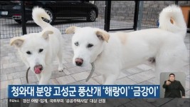 청와대 분양 고성군 풍산개 해랑이 금강이 - kakaoTV 청와대 분양 고성군 풍산개 해랑이 금강이