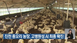 진천 종오리 농장, 고병원성 AI 최종 확인 - kakaoTV 진천 종오리 농장, 고병원성 AI 최종 확인