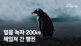 얼음 녹자 200km 헤엄쳐 간 남극 펭귄..바다 얼음 역대 최저[영상] - kakaoTV 얼음 녹자 200km 헤엄쳐 간 남극 펭귄..바다 얼음 역대 최저[영상]