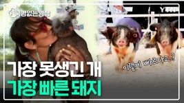 가장 못생긴 개, 가장 빠른 돼지를 가리는 이색 대회 [국경없는 영상] - kakaoTV 가장 못생긴 개, 가장 빠른 돼지를 가리는 이색 대회 [국경없는... 