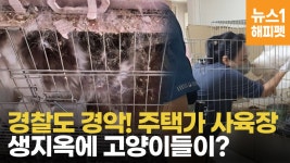 [영상]개농장만큼 처참한 모습 처음..고양이 생지옥 현장 충격 - kakaoTV [영상]개농장만큼 처참한 모습 처음..고양이 생지옥 현장 충격