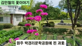 [김민철의 꽃이야기] 고들빼기·과꽃, 원주 박경리 옛집에 피니... [김민철의 꽃이야기] 고들빼기·과꽃, 원주 박경리 옛집에 피니 특별해졌다