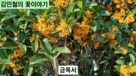 [김민철의 꽃이야기] 군산까지 북상한 금목서 향기, 서울서도 맡을 수 있을까 - kakaoTV [김민철의 꽃이야기] 군산까지 북상한 금목서 향기... 