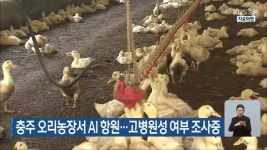 충주 오리농장서 AI 항원…고병원성 여부 조사중 - kakaoTV 충주 오리농장서 AI 항원…고병원성 여부 조사중