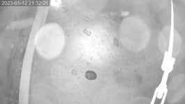 더쿠 - 임신한 염소만 훔친 도둑, 알고 보니?[청계천 옆 사진관]