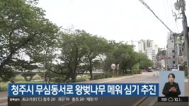 청주시 무심동서로 왕벚나무 메워 심기 추진 - kakaoTV 청주시 무심동서로 왕벚나무 메워 심기 추진