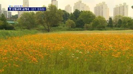 [남도의 풍경]옛 산동교와 금계국-광주 동림동(33) - kakaoTV [남도의 풍경]옛 산동교와 금계국-광주 동림동(33)