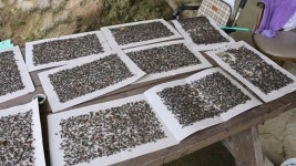 [단독] 청정 산골마을에 파리떼 습격…버려둔 분뇨 700톤 때문 - kakaoTV [단독] 청정 산골마을에 파리떼 습격…버려둔 분뇨 700톤 때문