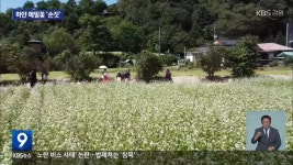 ‘메밀꽃 필 무렵’ 속으로…‘효석문화제’ 4년 만에 재개 - kakaoTV ‘메밀꽃 필 무렵’ 속으로…‘효석문화제’ 4년 만에 재개