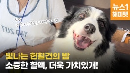 소중한 혈액, 가치 있게 사용…서울대동물병원 헌혈견의 밤[영상] - kakaoTV 소중한 혈액, 가치 있게 사용…서울대동물병원 헌혈견의 밤... 