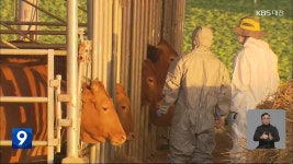 충남 서산 한우농장서 ‘럼피스킨병’ 발생…국내 첫 발병 - kakaoTV 충남 서산 한우농장서 ‘럼피스킨병’ 발생…국내 첫 발병