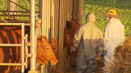 충남 서산 한우농장서 ‘럼피스킨병’ 발생…국내 첫 발병 - kakaoTV 충남 서산 한우농장서 ‘럼피스킨병’ 발생…국내 첫 발병