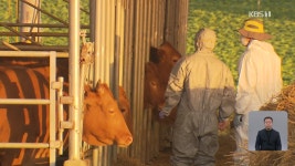 충남 서산 한우농장서 ‘럼피스킨병’ 발생…국내 첫 발병 - kakaoTV 충남 서산 한우농장서 ‘럼피스킨병’ 발생…국내 첫 발병