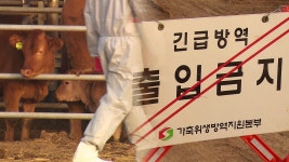 경기·충남·충북에서 럼피스킨병 7건 추가…총 17곳 확진 - kakaoTV 경기·충남·충북에서 럼피스킨병 7건 추가…총 17곳 확진