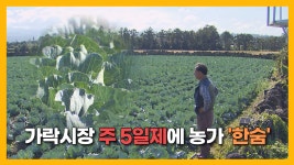 [자막뉴스] 가락시장 주 5일제 움직임에 제주농가 한숨...왜? - kakaoTV [자막뉴스] 가락시장 주 5일제 움직임에 제주농가  한숨...왜?