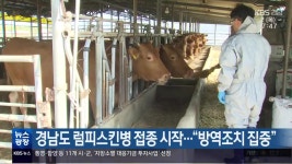 경남도 럼피스킨병 접종 시작…“방역조치 집중” - kakaoTV 경남도 럼피스킨병 접종 시작…“방역조치 집중”
