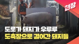 [현장영상] 도축장 가던 돼지들, 도로에 떨어져 - kakaoTV [현장영상] 도축장 가던 돼지들, 도로에 떨어져