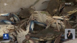 이탈리아, 푸른 꽃게와 전쟁 - kakaoTV 이탈리아, 푸른 꽃게와 전쟁