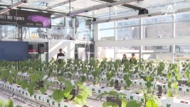 옥상 농장 만드니 일석삼조…남은 열로 파프리카 재배 - kakaoTV 옥상 농장 만드니 일석삼조…남은 열로 파프리카 재배