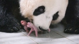 쌍둥바오 탄생 장면, 타임지 올해의 100대 사진 올랐다 - kakaoTV 쌍둥바오 탄생 장면, 타임지 올해의 100대 사진 올랐다